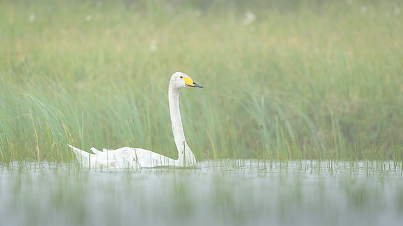 Whooper Swan / Łabędź krzykliwy