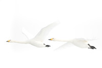 Whooper Swan / Łabędź krzykliwy