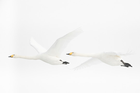 Whooper Swan / Łabędź krzykliwy