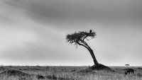 Vulture