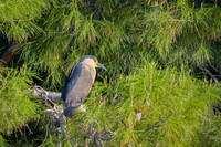 Black-crowned Night-Heron