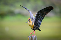 Black-faced Ibis