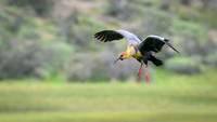 Black-faced Ibis