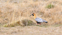 Black-faced Ibis