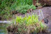 Bare-throated tiger heron
