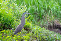 Bare-throated tiger heron