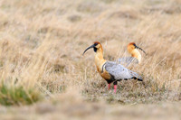Black-faced Ibis