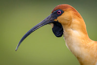 Black-faced Ibis