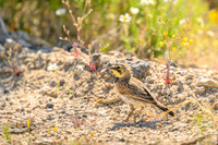 Horned Lark