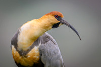 Black-faced Ibis
