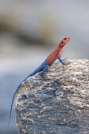 Spider Man Lizard