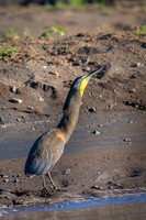 Bare-throated tiger heron