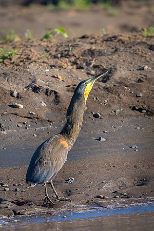 Bare-throated tiger heron