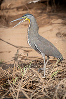 Bare-throated tiger heron