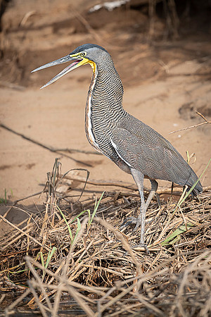 Bare-throated tiger heron