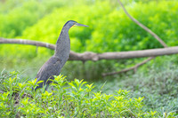 Bare-throated tiger heron