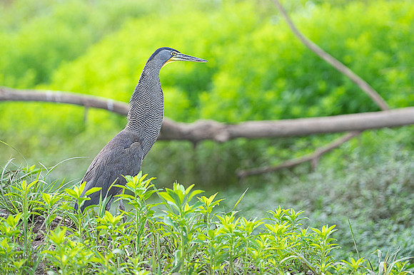 Bare-throated tiger heron