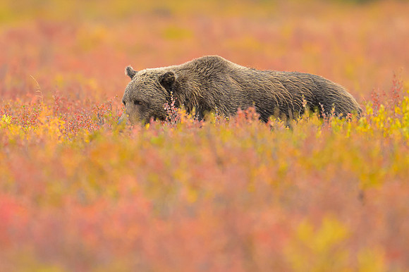 Grizzly Bear Denali