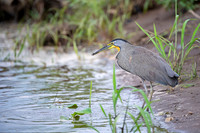 Bare-throated tiger heron