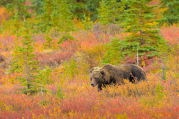 Grizzly Bear Denali