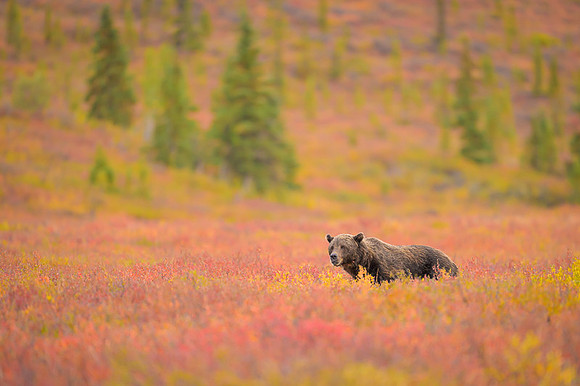 Grizzly Bear Denali
