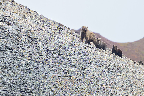 Grizzly Bear Denali