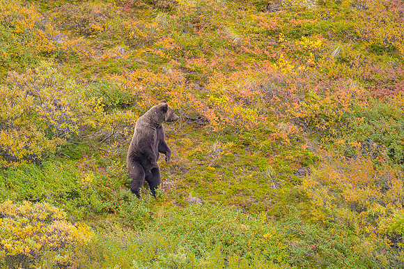 Grizzly Bear Denali