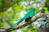 Resplendent Quetzal