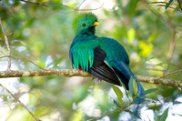 Resplendent Quetzal