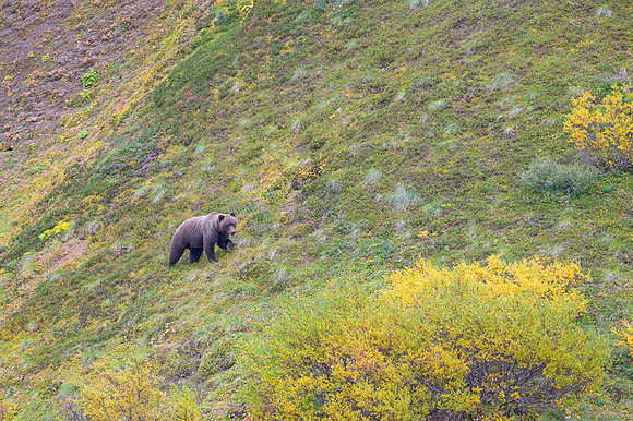 Grizzly Bear Denali