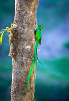 Resplendent Quetzal