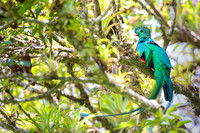 Resplendent Quetzal