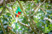 Resplendent Quetzal