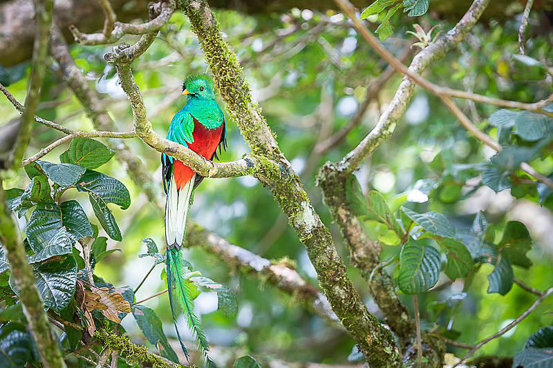 Resplendent Quetzal
