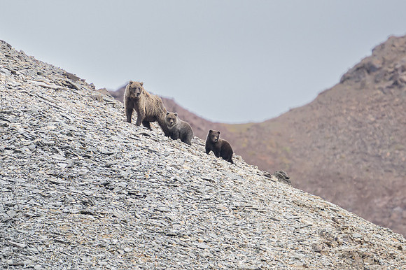 Grizzly Bear Denali