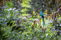Resplendent Quetzal