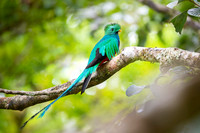 Resplendent Quetzal