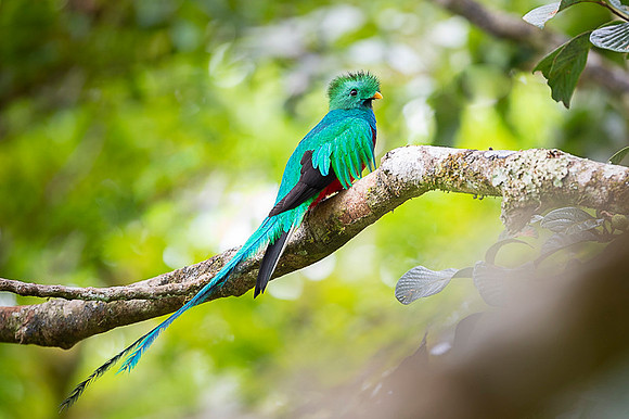 Resplendent Quetzal
