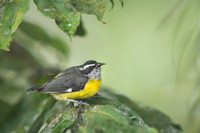 Bananaquit