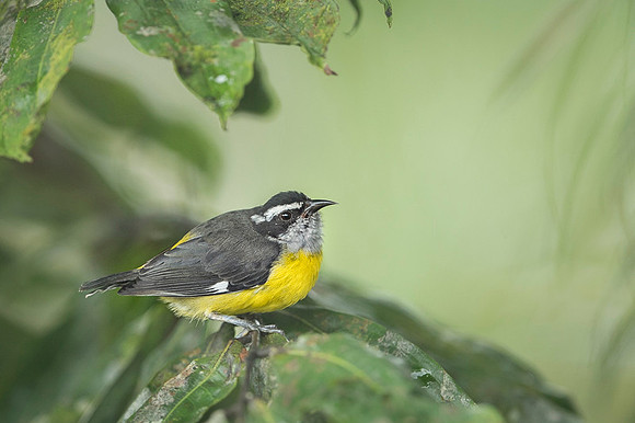 Bananaquit