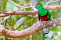 Resplendent Quetzal