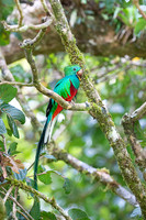 Resplendent Quetzal