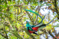 Resplendent Quetzal