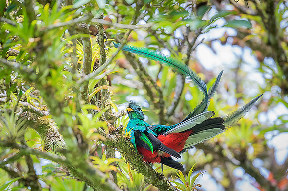 Resplendent Quetzal