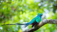 Resplendent Quetzal