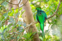 Resplendent Quetzal