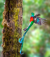 Resplendent Quetzal