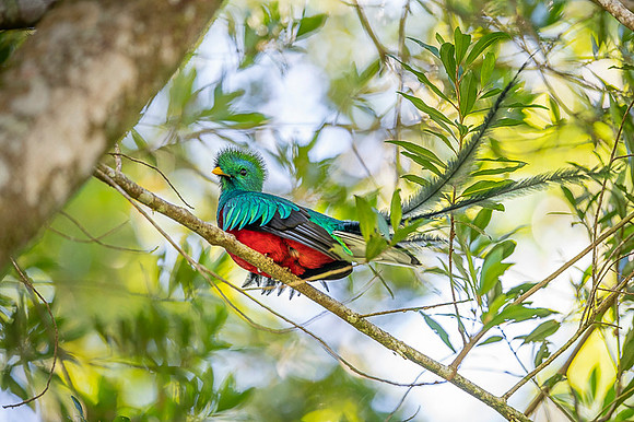 Resplendent Quetzal