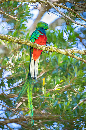 Resplendent Quetzal