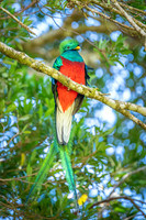 Resplendent Quetzal